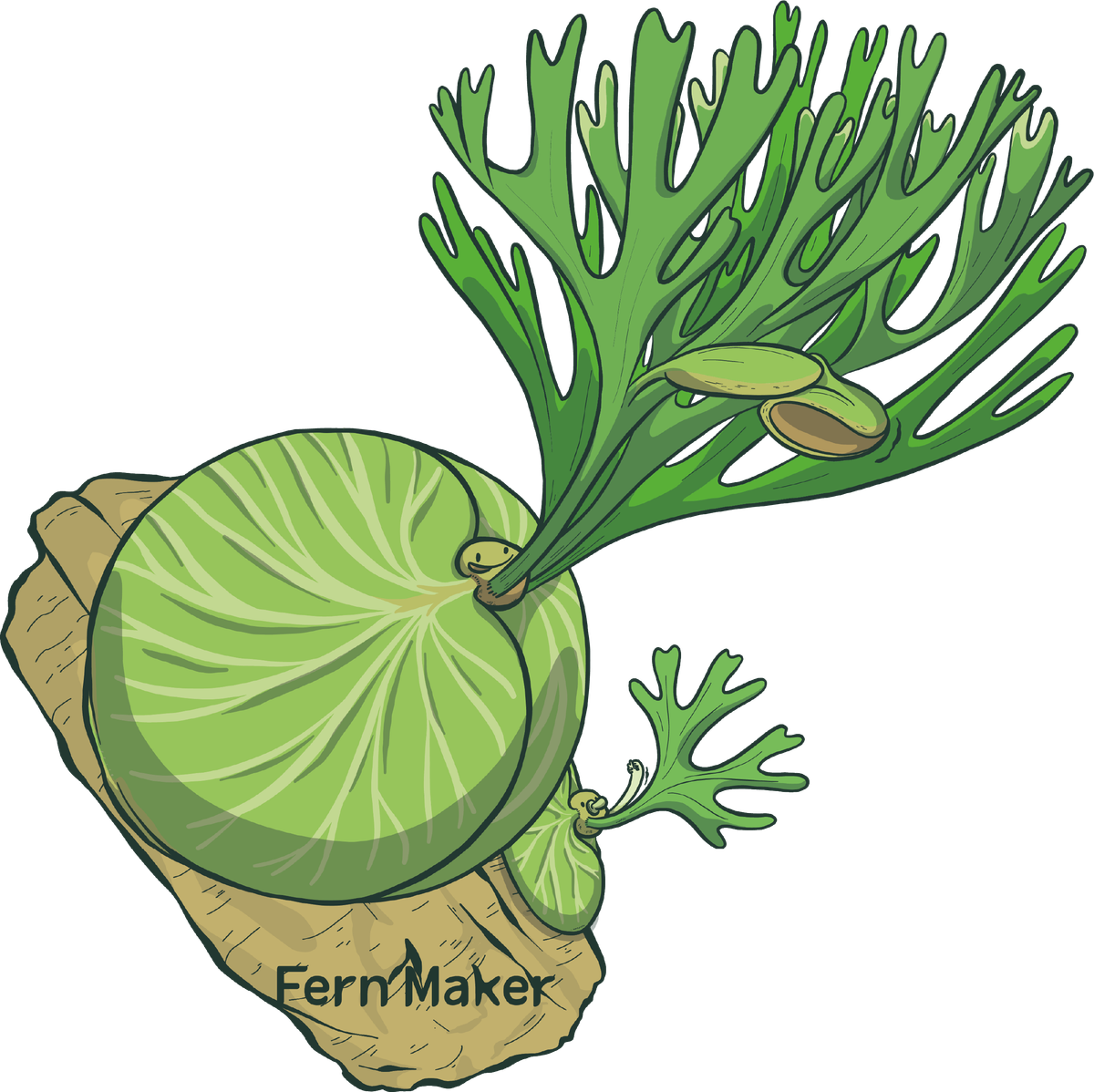 植物勇者 fernmaker